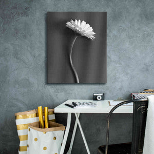 'Fresh Cut Daisy III' by Debra Van Swearingen, Canvas Wall Art,20 x 24