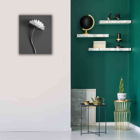 Image of 'Fresh Cut Daisy III' by Debra Van Swearingen, Canvas Wall Art,20 x 24