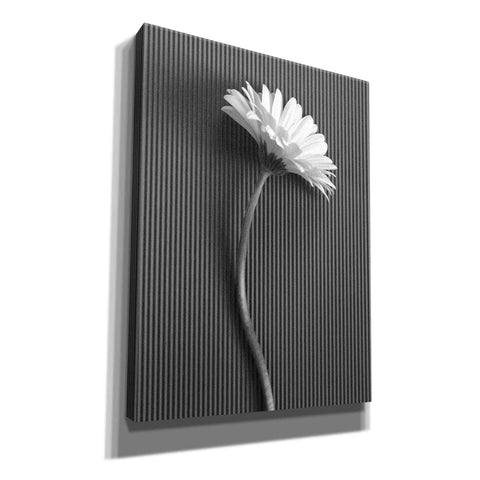 Image of 'Fresh Cut Daisy III' by Debra Van Swearingen, Canvas Wall Art,12x16x1.1x0,20x24x1.1x0,26x30x1.74x0,40x54x1.74x0