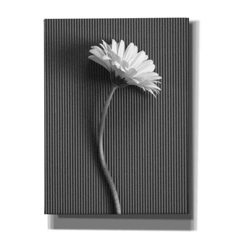Image of 'Fresh Cut Daisy III' by Debra Van Swearingen, Canvas Wall Art,12x16x1.1x0,20x24x1.1x0,26x30x1.74x0,40x54x1.74x0