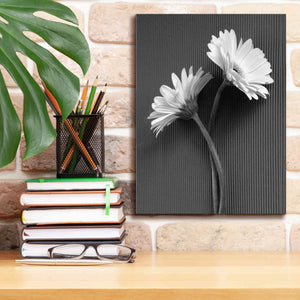 'Fresh Cut Daisy IV' by Debra Van Swearingen, Canvas Wall Art,12 x 16