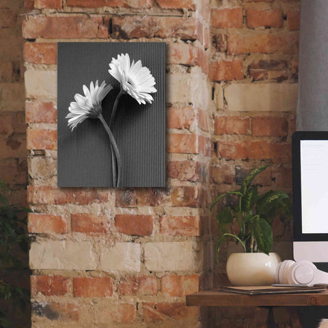 Image of 'Fresh Cut Daisy IV' by Debra Van Swearingen, Canvas Wall Art,12 x 16
