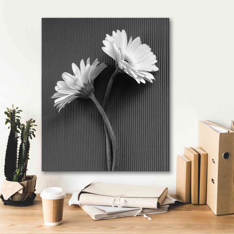 Image of 'Fresh Cut Daisy IV' by Debra Van Swearingen, Canvas Wall Art,20 x 24