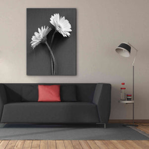 'Fresh Cut Daisy IV' by Debra Van Swearingen, Canvas Wall Art,40 x 54
