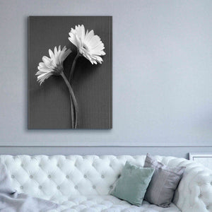 'Fresh Cut Daisy IV' by Debra Van Swearingen, Canvas Wall Art,40 x 54