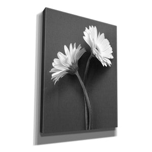 'Fresh Cut Daisy IV' by Debra Van Swearingen, Canvas Wall Art,12x16x1.1x0,20x24x1.1x0,26x30x1.74x0,40x54x1.74x0