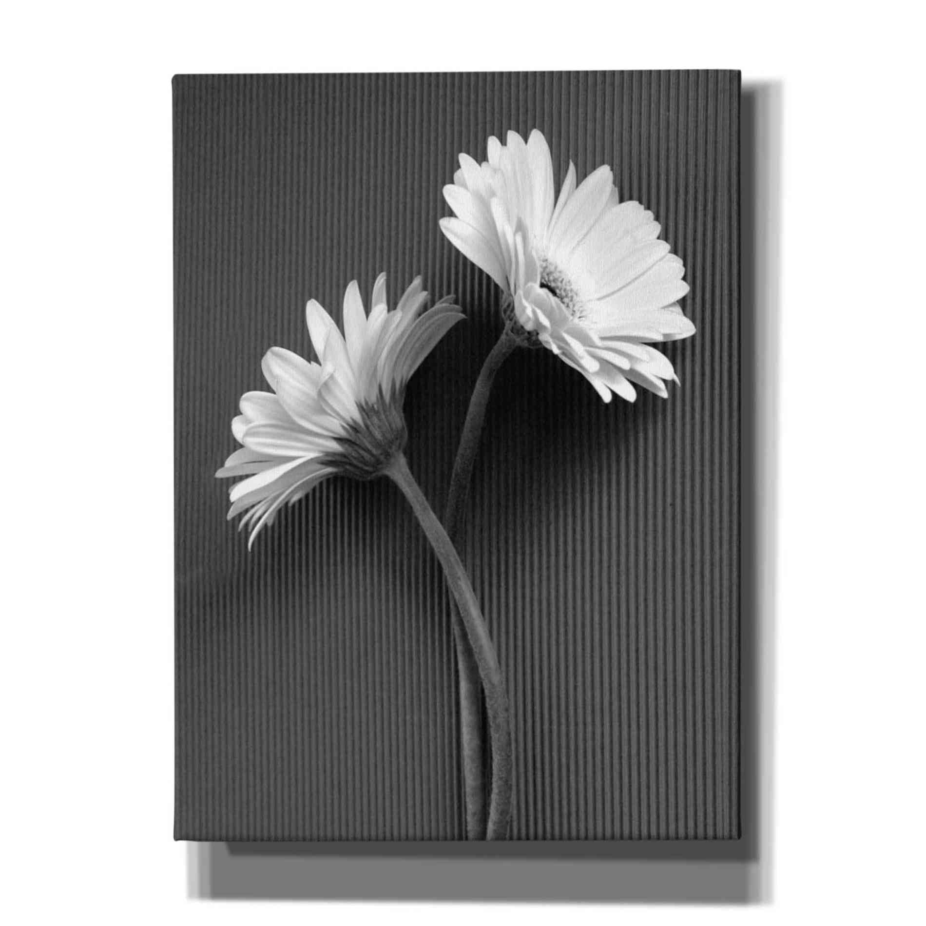 'Fresh Cut Daisy IV' by Debra Van Swearingen, Canvas Wall Art,12x16x1.1x0,20x24x1.1x0,26x30x1.74x0,40x54x1.74x0