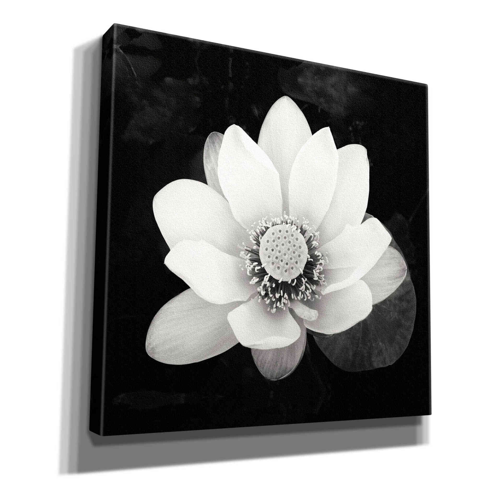 'Lotus Flower II' by Debra Van Swearingen, Canvas Wall Art,12x12x1.1x0,18x18x1.1x0,26x26x1.74x0,37x37x1.74x0