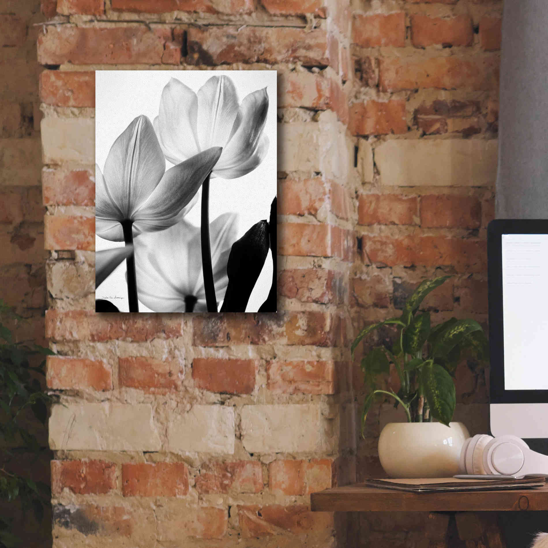 'Translucent Tulips III' by Debra Van Swearingen, Canvas Wall Art,12 x 16