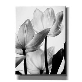 'Translucent Tulips III' by Debra Van Swearingen, Canvas Wall Art,12x16x1.1x0,18x26x1.1x0,26x34x1.74x0,40x54x1.74x0