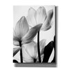 'Translucent Tulips III' by Debra Van Swearingen, Canvas Wall Art,12x16x1.1x0,18x26x1.1x0,26x34x1.74x0,40x54x1.74x0