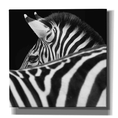 Image of 'Zebra III' by Debra Van Swearingen, Canvas Wall Art,12x12x1.1x0,18x18x1.1x0,26x26x1.74x0,37x37x1.74x0