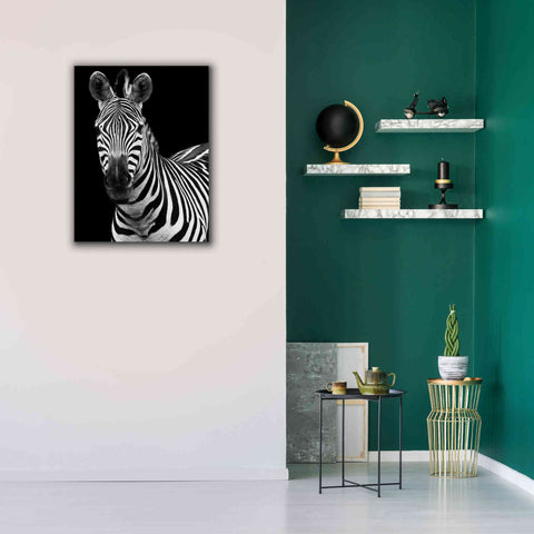 Image of 'Zebra II' by Debra Van Swearingen, Canvas Wall Art,26 x 34