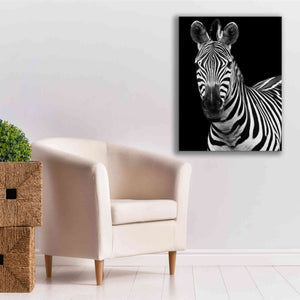 'Zebra II' by Debra Van Swearingen, Canvas Wall Art,26 x 34