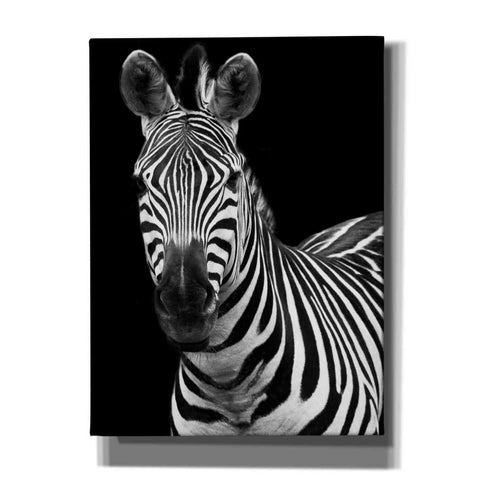 Image of 'Zebra II' by Debra Van Swearingen, Canvas Wall Art,12x16x1.1x0,18x26x1.1x0,26x34x1.74x0,40x54x1.74x0