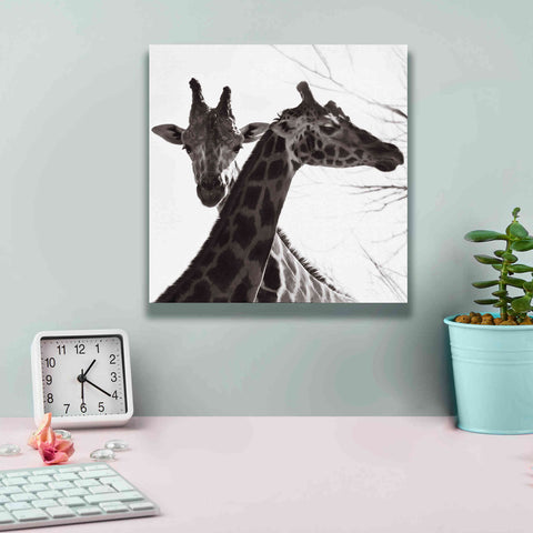 Image of 'Giraffe II' by Debra Van Swearingen, Canvas Wall Art,12 x 12