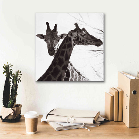 Image of 'Giraffe II' by Debra Van Swearingen, Canvas Wall Art,18 x 18