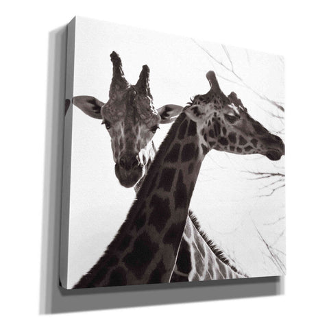 Image of 'Giraffe II' by Debra Van Swearingen, Canvas Wall Art,12x12x1.1x0,18x18x1.1x0,26x26x1.74x0,37x37x1.74x0
