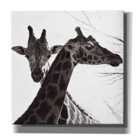 Image of 'Giraffe II' by Debra Van Swearingen, Canvas Wall Art,12x12x1.1x0,18x18x1.1x0,26x26x1.74x0,37x37x1.74x0