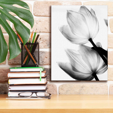 Image of 'Translucent Tulips II' by Debra Van Swearingen, Canvas Wall Art,12 x 16
