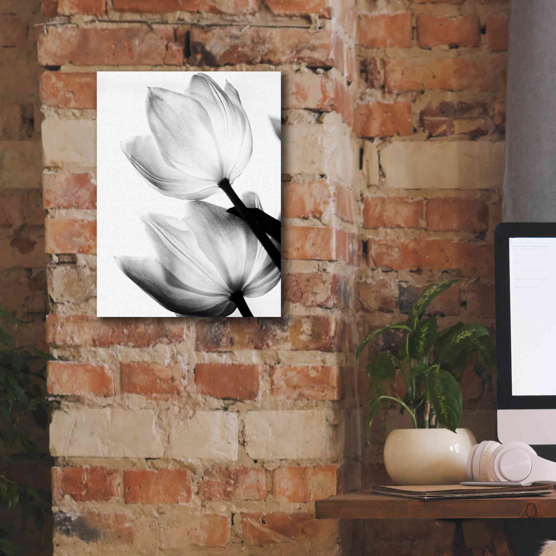 'Translucent Tulips II' by Debra Van Swearingen, Canvas Wall Art,12 x 16