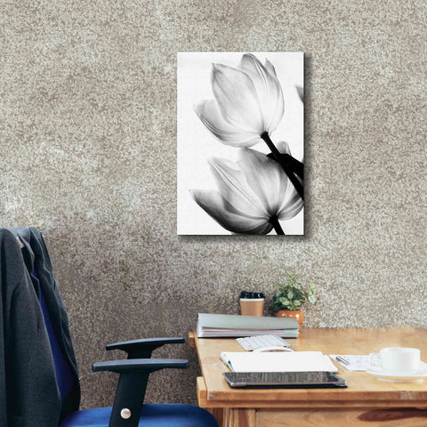 Image of 'Translucent Tulips II' by Debra Van Swearingen, Canvas Wall Art,18 x 26