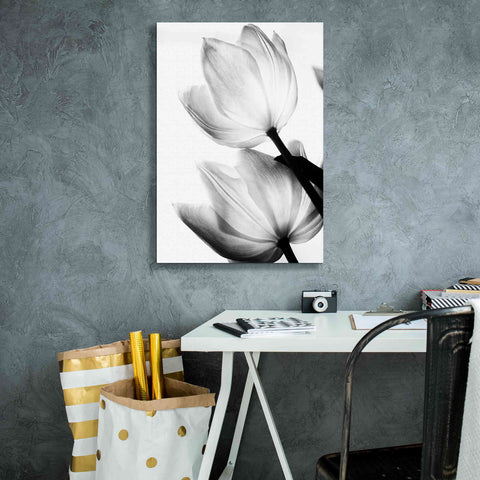 Image of 'Translucent Tulips II' by Debra Van Swearingen, Canvas Wall Art,18 x 26
