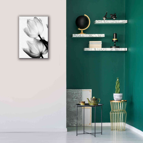 Image of 'Translucent Tulips II' by Debra Van Swearingen, Canvas Wall Art,18 x 26