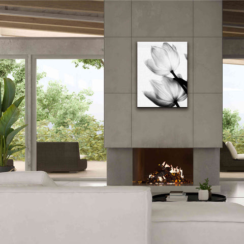 Image of 'Translucent Tulips II' by Debra Van Swearingen, Canvas Wall Art,26 x 34
