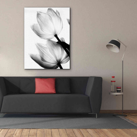 Image of 'Translucent Tulips II' by Debra Van Swearingen, Canvas Wall Art,40 x 54