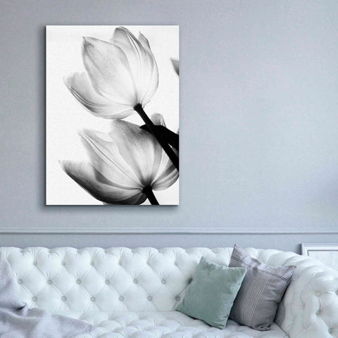 Image of 'Translucent Tulips II' by Debra Van Swearingen, Canvas Wall Art,40 x 54