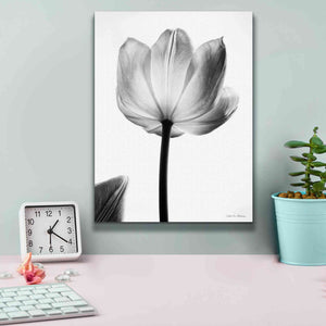 'Translucent Tulips I' by Debra Van Swearingen, Canvas Wall Art,12 x 16