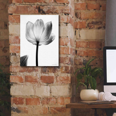 Image of 'Translucent Tulips I' by Debra Van Swearingen, Canvas Wall Art,12 x 16