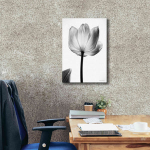 'Translucent Tulips I' by Debra Van Swearingen, Canvas Wall Art,18 x 26