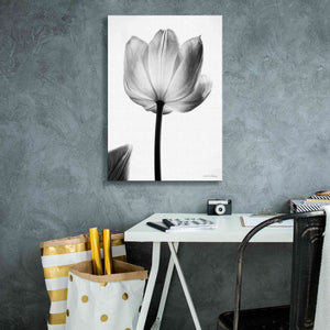 'Translucent Tulips I' by Debra Van Swearingen, Canvas Wall Art,18 x 26