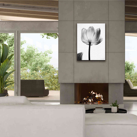 Image of 'Translucent Tulips I' by Debra Van Swearingen, Canvas Wall Art,26 x 34