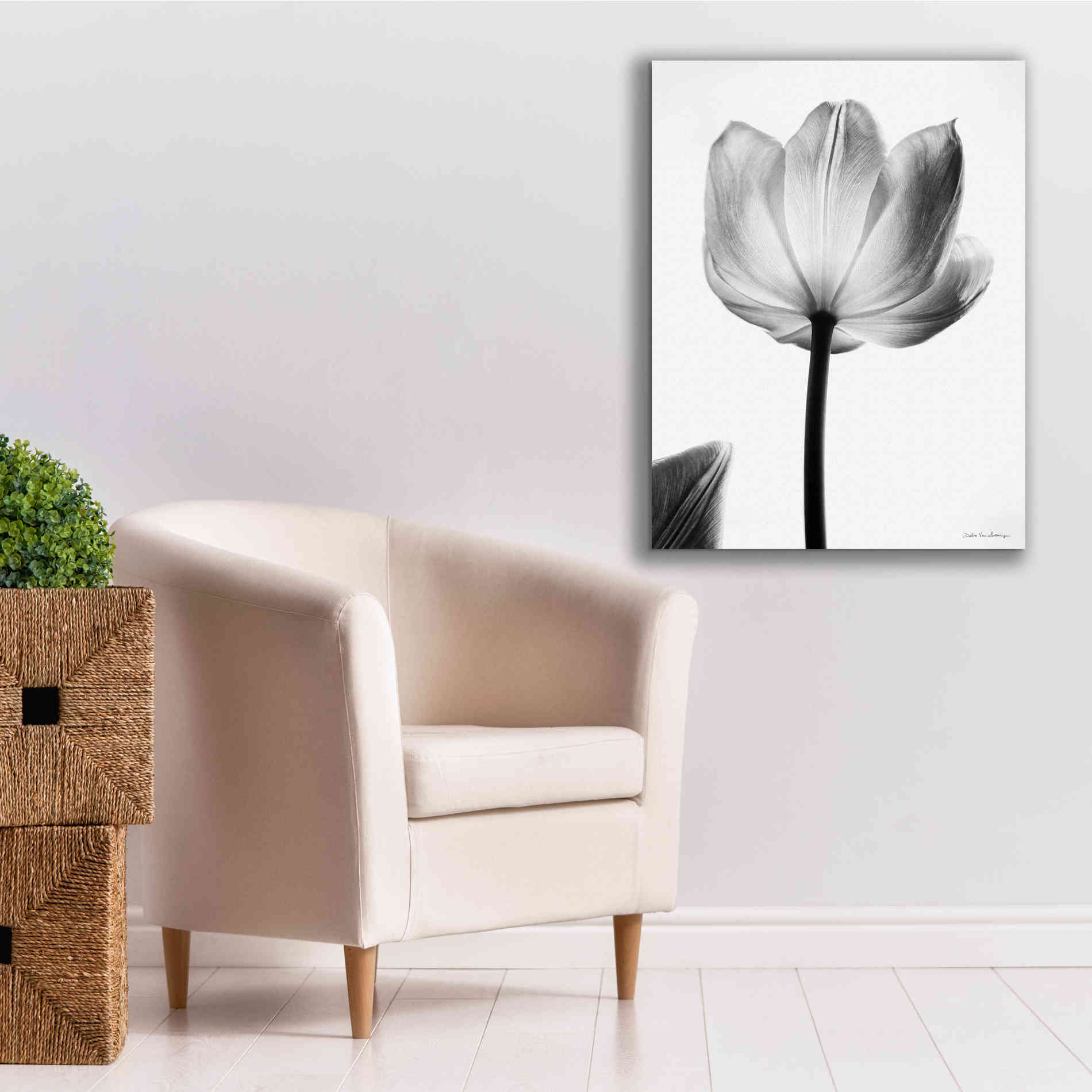 'Translucent Tulips I' by Debra Van Swearingen, Canvas Wall Art,26 x 34