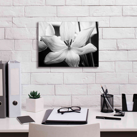 Image of 'Translucent Tulips IV' by Debra Van Swearingen, Canvas Wall Art,16 x 12