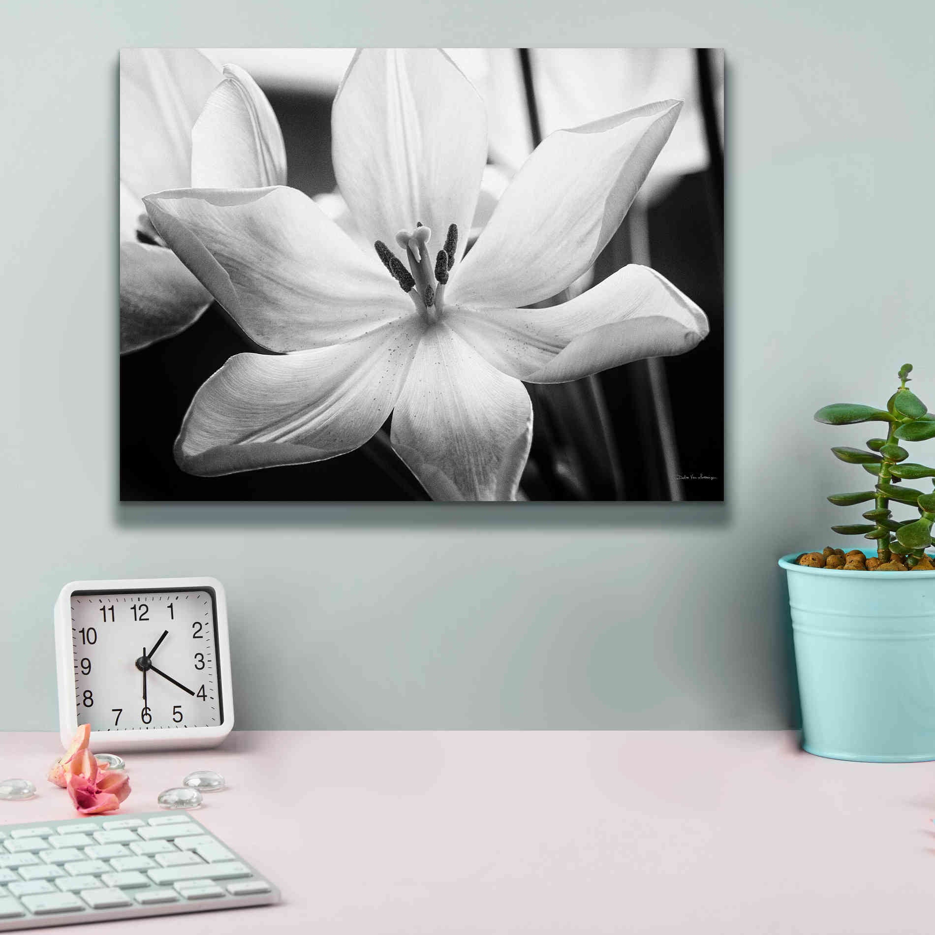'Translucent Tulips IV' by Debra Van Swearingen, Canvas Wall Art,16 x 12