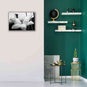 'Translucent Tulips IV' by Debra Van Swearingen, Canvas Wall Art,26 x 18