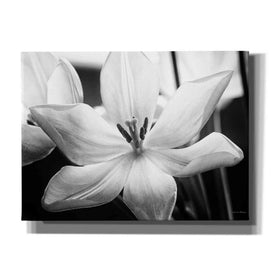 'Translucent Tulips IV' by Debra Van Swearingen, Canvas Wall Art,16x12x1.1x0,26x18x1.1x0,34x26x1.74x0,54x40x1.74x0