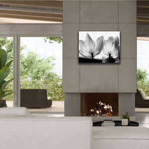 'Translucent Tulips V' by Debra Van Swearingen, Canvas Wall Art,34 x 26