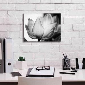 'Translucent Tulips VI' by Debra Van Swearingen, Canvas Wall Art,16 x 12