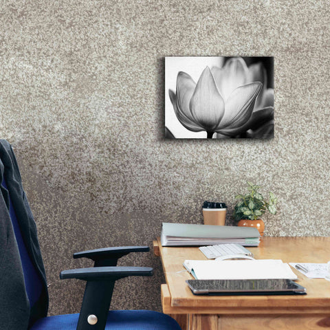 Image of 'Translucent Tulips VI' by Debra Van Swearingen, Canvas Wall Art,16 x 12