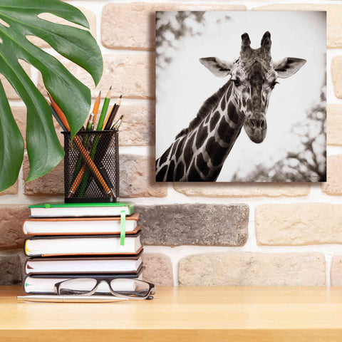Image of 'Giraffe I' by Debra Van Swearingen, Canvas Wall Art,12 x 12