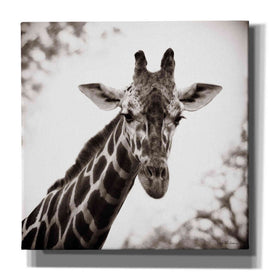 'Giraffe I' by Debra Van Swearingen, Canvas Wall Art,12x12x1.1x0,18x18x1.1x0,26x26x1.74x0,37x37x1.74x0