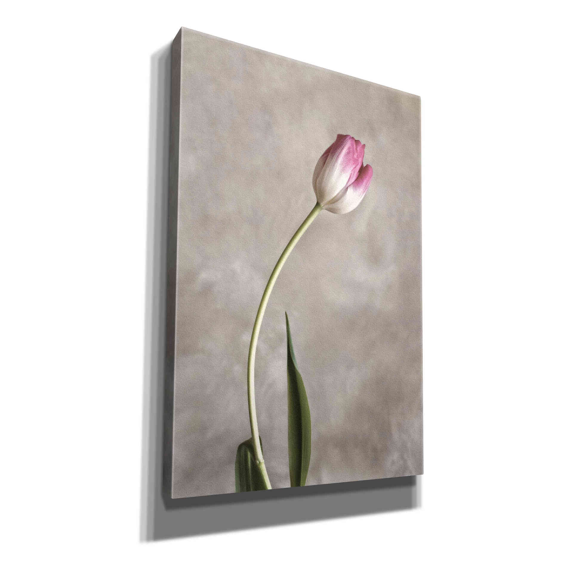 'Fresh Tulips I' by Debra Van Swearingen, Canvas Wall Art,12x18x1.1x0,18x26x1.1x0,26x40x1.74x0,40x60x1.74x0