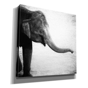 'Elephant II' by Debra Van Swearingen, Canvas Wall Art,12x12x1.1x0,18x18x1.1x0,26x26x1.74x0,37x37x1.74x0