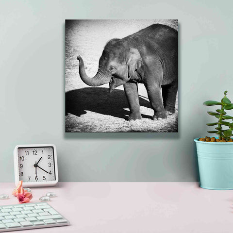 Image of 'Elephant IV' by Debra Van Swearingen, Canvas Wall Art,12 x 12