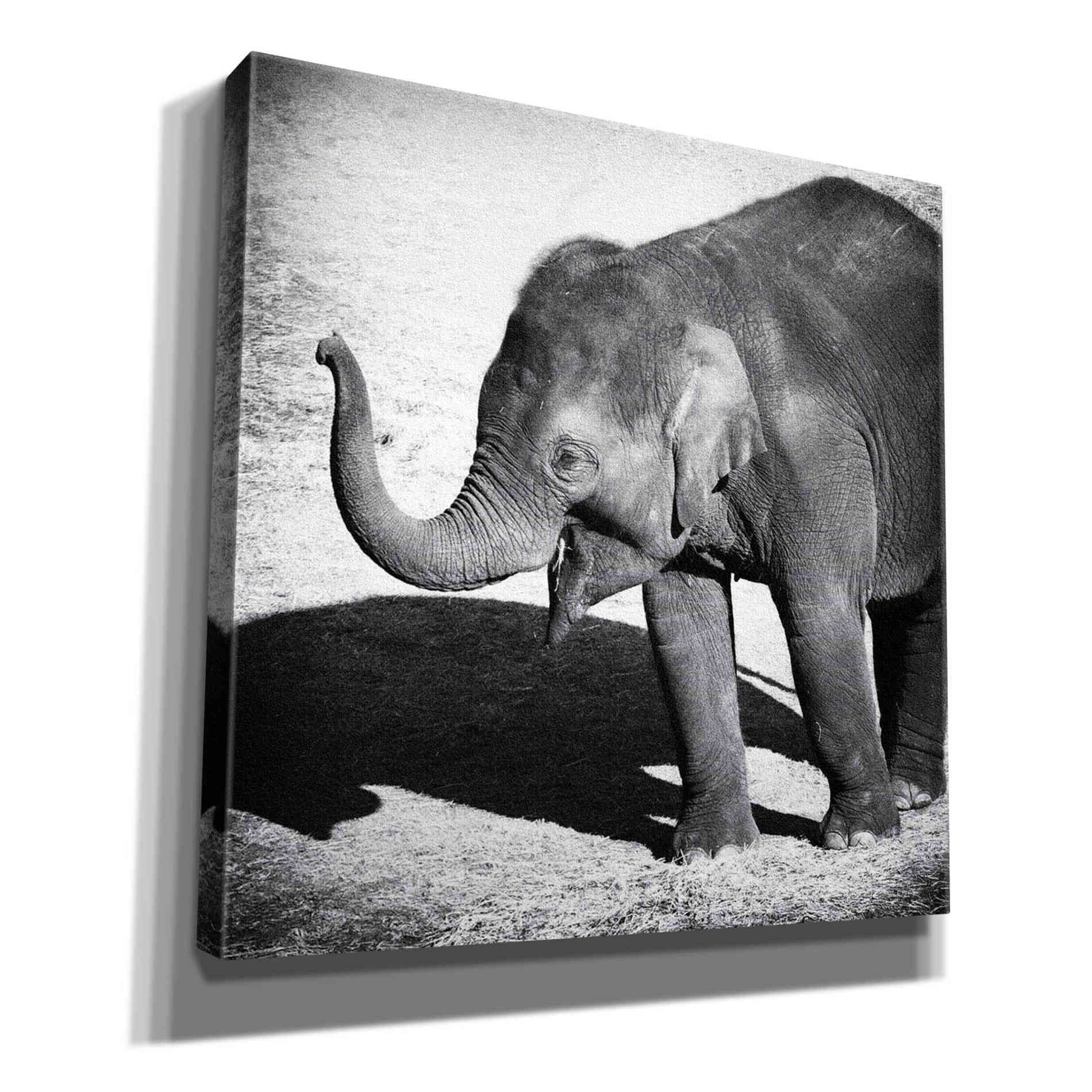 'Elephant IV' by Debra Van Swearingen, Canvas Wall Art,12x12x1.1x0,18x18x1.1x0,26x26x1.74x0,37x37x1.74x0
